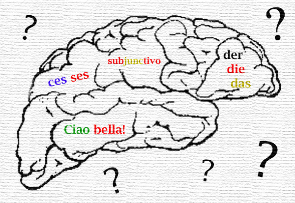 language brain